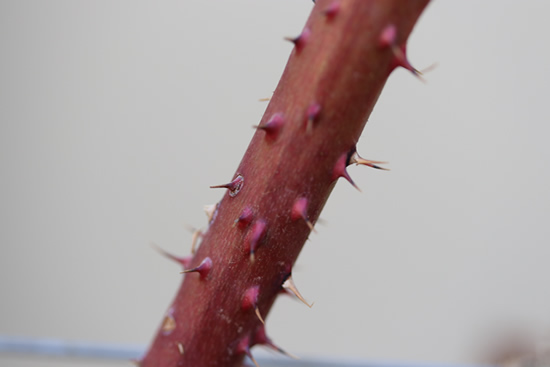 Loganberry thorns