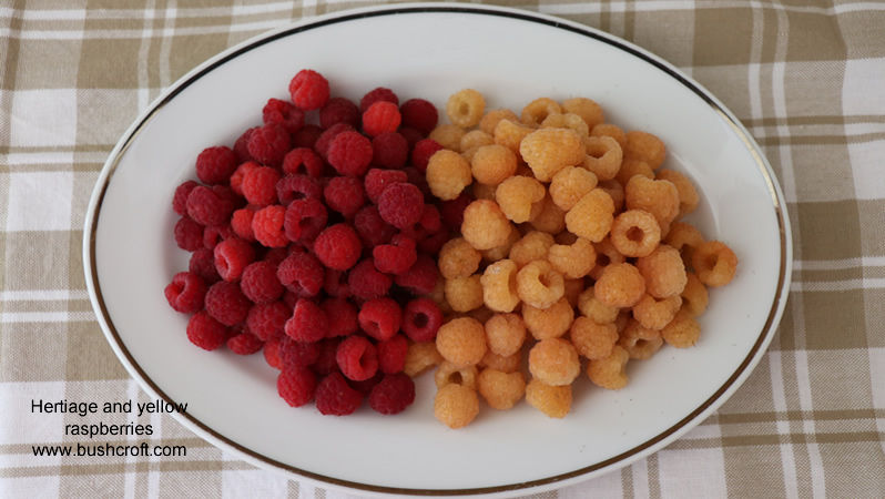 Yellow Raspberries