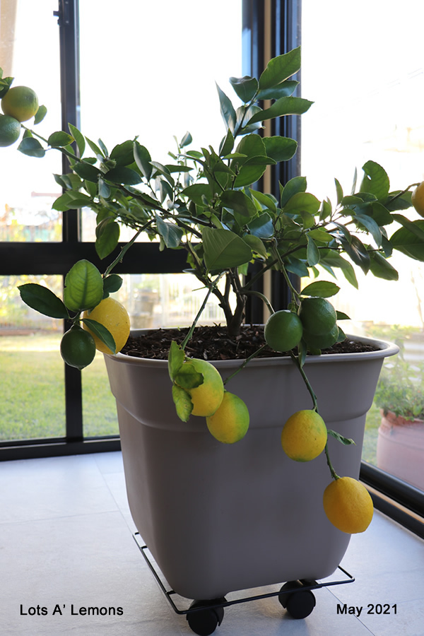 los-a-lemons